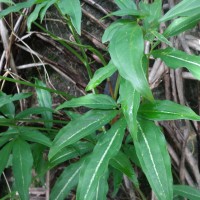 Syngonium angustatum Schott